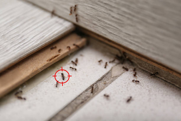 Best Cockroach Control Services  in Bedford Heights, OH