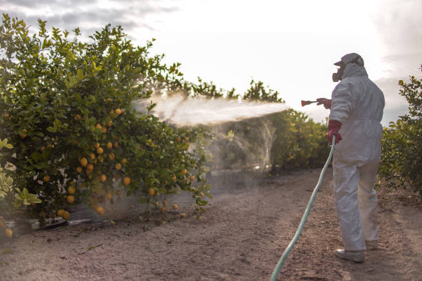 Wasp Removal Services in Bedford Heights, OH