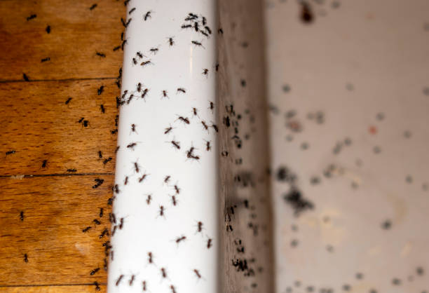 Best Best Pest Control Companies  in Bedford Heights, OH