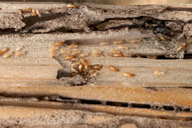 Professional Pest Control in Bedford Heights, OH